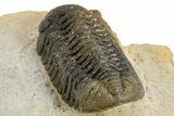 Detailed Austerops Trilobite - Nice Eye Facets #312775-11